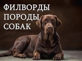 Игра Филворды: Породы Собак Игра Филворды: Породы Собак